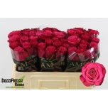 Roos 50cm Cherry Blaze