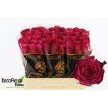 Roos 60cm Cherry Blaze