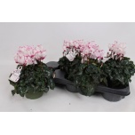 Cyclamen pers Alpikann small flower absolu de morel 13cm