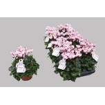 Cyclamen pers Alpikann small flower absolu de morel 10,5cm