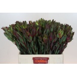 Leucadendron Valgepuu Senorita 60cm