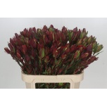 Leucadendron Valgepuu Senorita 80cm