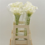 Zantedeschia Kalla White Mambo 60cm
