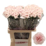 Dianthus Nelk ST Bridal Damascus*20