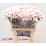 Dianthus Nelk ST Bridal Damascus*20