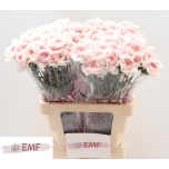 Dianthus Nelk ST Bridal Damascus*20
