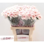 Dianthus Nelk ST Bridal Damascus*20