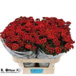 Chrysanthemum Krüsanteem SANTINI Melissa Light Orange 75cm*25