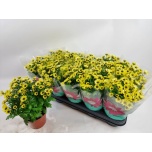 Chrysanthemum Krüsanteem indi Happy Day 12cm