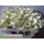 Zantedeschia Kalla White Flirt 50cm