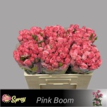 Kobarroos 50cm One Top/Pink Boom