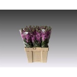 Matthiola Levkoi Milla Pink
