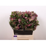 Helleborus Lumeroos Mammoth Pink 40-45cm