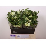 Helleborus Lumeroos Mammoth White 40cm