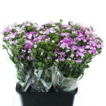 Dianthus Nelk BR Amazon Lavender Magic 55cm