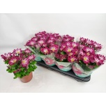 Chrysanthemum Krüsanteem indi Sensina 14cm
