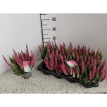 Calluna vulg Kanarbik beauty seasons mintberry mix in pot 11cm