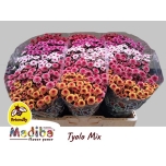 Chrysanthemum Krüsanteem SANTINI Madiba Tyolo MIX*25