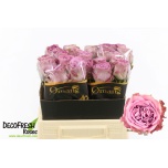 Roos 40cm Blue Lagoon