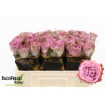 Roos 50cm Blue Lagoon