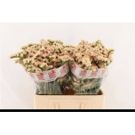 Limonium Parkjuur S Lucia Apricot 60cm