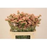Limonium Parkjuur S Lucia Apricot 80cm