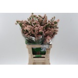 Limonium Parkjuur S Sweet Apricot 70cm