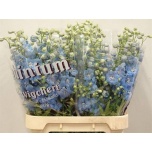 Delphinium Kukekannus dewi lavendel smile 65cm