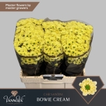 Chrysanthemum Krüsanteem SANTINI Bowie Cream*25
