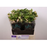 Helleborus Lumeroos Bella Belles 45cm