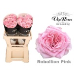 Roos 60cm Rebellion Pink