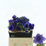 Anemone Ülane Levante Blue 40cm