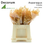 Asparagus Cwebe paint Ocher Yellow 40cm (pk)