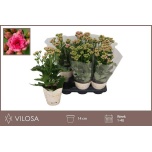 Kalanchoe Kalanhoe double rose flowers graceful pink 14cm