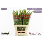 Rumex Crisp Unicorn 70cm (tk)