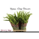 Rumex Crisp Unicorn 80cm (tk)
