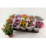 Chrysanthemum Krüsanteem indi jellyfish mix 12cm