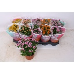Chrysanthemum Krüsanteem indi jellyfish mix 12cm
