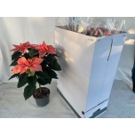 Euphorbia pulch Jõulutäht pink champagne 19cm