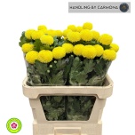 Chrysanthemum Krüsanteem BL Boris Becker Yellow 65g*10