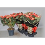 Euphorbia pulch Jõulutäht fantasy star 19cm