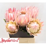 Protea Prootea Lizzie 50cm