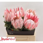 Protea Prootea Mabel 40cm