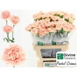 Dianthus Nelk ST Pastel Crimea*20