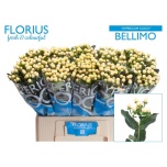 Hypericum Naistepuna Coco Bellimo 60cm