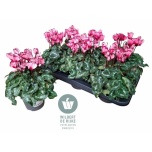 Cyclamen pers Alpikann midi+ victoria salmon 12cm