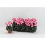 Cyclamen pers Alpikann midi+ victoria salmon 9cm