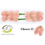 Anthurium Flamingolill Cheers