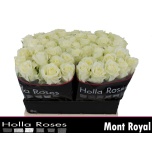 Roos 40cm Mont Royal