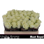 Roos 50cm Mont Royal